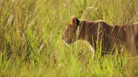Slow-Motion-of-African-Safari-Wildlife,-Cute-Lion-Cub-Small-Baby-Animals-in-Masai-Mara,-Kenya,-Africa,-Small-Young-Lions-Stalking-Prowling-and-Playing-in-Long-Savannah-Grasses-in-Maasai-Mara
