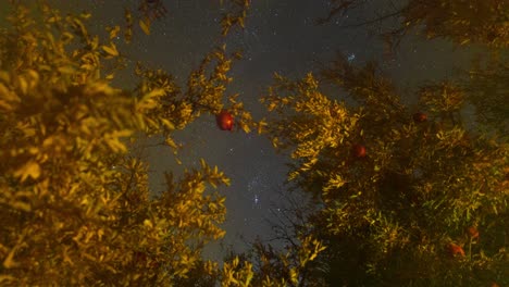When-the-Fog-comes-to-my-camera-lens-and-make-wonderful-bokeh-blur-effect-a-night-sky-in-Iran-Persian-pomegranate-fruit-tree-orange-leaves-in-autumn-in-desert-city-village-town-rural-area-local-people