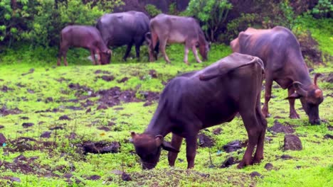 Survival-against-the-odds:-Watch-as-wild-buffalo-endure-a-testament-to-their-remarkable-ability-to-thrive-in-the-harshest-environments
