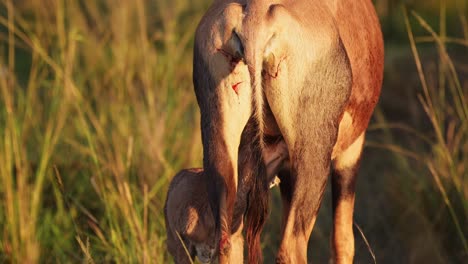 Neugeborenes,-Süßes-Topi,-Gerade-In-Der-Nähe-Der-Mutterseite-Geboren,-Fütterung,-Afrikanische-Tierwelt-Im-Masai-Mara-Nationalreservat,-Kenia,-Afrikanische-Safaritiere-Im-Naturschutzgebiet-Masai-Mara-Nord