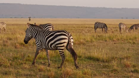 Cámara-Lenta-De-La-Manada-De-Cebras-Caminando,-Animales-Africanos-En-Un-Safari-De-Vida-Silvestre-En-Masai-Mara-En-Kenia-En-Maasai-Mara-En-La-Hermosa-Luz-Del-Sol-Del-Atardecer-De-La-Hora-Dorada,-Toma-Panorámica-De-Gimbal-De-Seguimiento-De-Steadicam