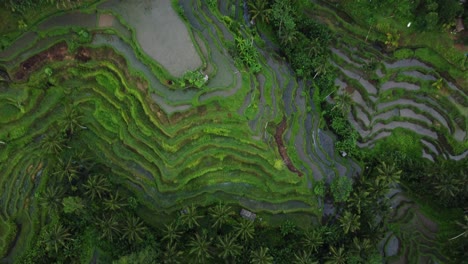 Lush-Green-Tegalalang-Rice-Terraces-Looking-Directly-Down-with-Pull-Out-Shot-from-a-Drone-in-Bali,-Indonesia