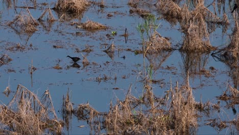 Male-and-female-Bronze-winged-Jacanas,-Metopidius-indicus-wading-and-foraging-in-the-reed-bed-of-Beung-Boraphet-Lake-in-Nakhon-Sawan-province,-Thailand