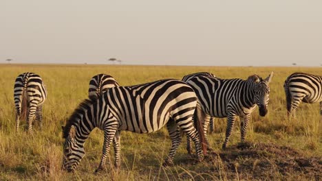 Slow-Motion-of-African-Wildlife,-Zebra-Herd-Grazing-Savanna,-Animals-on-Africa-Safari-in-Masai-Mara-in-Kenya-at-Maasai-Mara,-Beautiful-Golden-Hour-Sunset-Sun-Light,-Steadicam-Tracking-Shot
