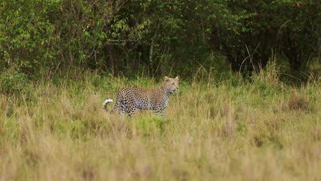 African-Wildlife-leopard-prowling-and-walking-in-Maasai-Mara-National-Reserve-grasslands-camouflaging-camouflage,-Kenya,-Africa-Safari-Animals-in-Masai-Mara-North-Conservancy