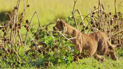 Close-up-shot-of-young-baby-lion-cub-playing-alone,-African-Wildlife-in-Maasai-Mara-National-Reserve,-Kenya,-Africa-Safari-Animals-in-Masai-Mara-North-Conservancy