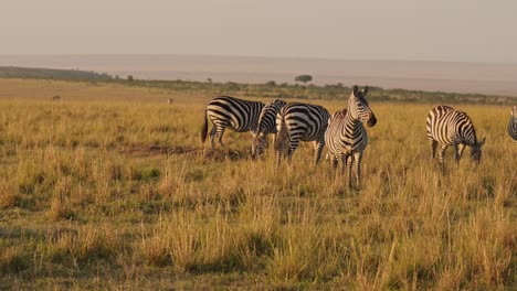 Slow-Motion-of-Zebra-Herd-Grazing-Savanna,-Africa-Animals-on-Wildlife-Safari-in-Masai-Mara-in-Kenya-at-Maasai-Mara,-Beautiful-Golden-Hour-Sunrise-Sun-Light,-Steadicam-Tracking-Following-Shot