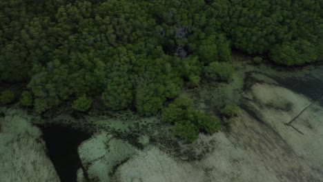 Orbitale-Drohnenaufnahme-Der-Mangrovenbaumwipfel-Von-Nusa-Lembongan-Auf-Bali,-Indonesien