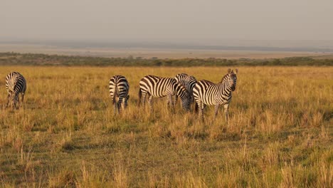 Cámara-Lenta-De-Manada-De-Cebras-Pastando-En-La-Sabana,-Animales-Africanos-En-Un-Safari-De-Vida-Silvestre-En-Masai-Mara-En-Kenia-En-Masai-Mara,-Hermosa-Luz-Del-Sol-Al-Atardecer-En-La-Hora-Dorada,-Seguimiento-De-Steadicam-Después-Del-Disparo