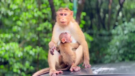 Heartwarming-moments-unfold-as-a-mother-monkey-lovingly-cares-for-her-baby