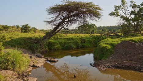 Game-Drive,-Driving-Vehicle-Through-Masai-Mara-Landscape-Scenery-Over-River-Bridge-in-Maasai-Mara-on-Safari-Holiday-Vacation-in-Kenya,-Africa,-Steadicam-Gimbal-Tracking-Driving-Shot-of-Nature