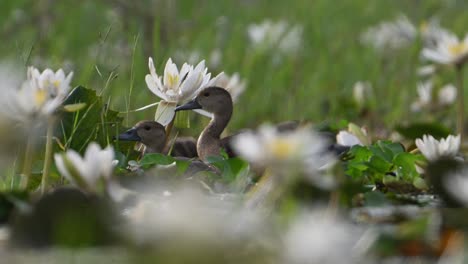 Lesser-whistling-duck-family-in-water-lily-Flower-Pond