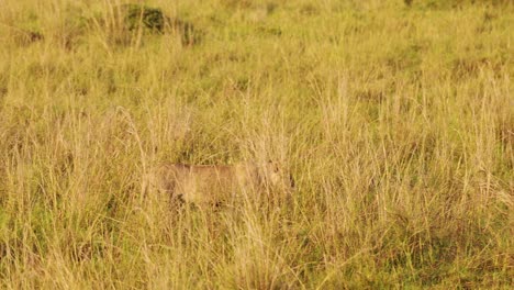 Slow-Motion-Shot-of-Female-lion-lioness-prowling-through-the-tall-grass-of-the-African-savannah-on-the-hunt-for-prey,-Predator-in-the-Maasai-Mara-National-Reserve,-Kenya