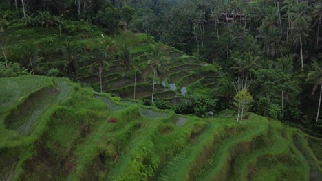 Dolly-Shot-from-a-Drone-of-Ceking-and-Tegalalang-Rice-Terrace-Ending-Over-Tropical-Trees-in-Bali,-Indonesia