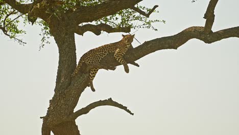 Leopard-in-Africa,-Beautiful-Masai-Mara-Wildlife-Animals,-Lying-on-a-Branch-Up-Resting-Up-an-Acacia-Tree-on-Maasai-Mara-African-Safari-in-Maasai-Mara-National-Reserve,-Kenya,-Africa
