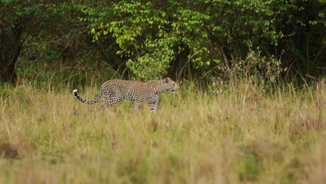 Slow-Motion-Shot-of-African-Wildlife-leopard-prowling-and-walking-in-Maasai-Mara-National-Reserve-grasslands-camouflaging-camouflage,-Kenya,-Africa-Safari-Animals-in-Masai-Mara-North-Conservancy