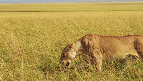 Slow-Motion-of-Lion-Walking,-Lioness-Prowling-and-Hunting-in-Long-Tall-Grass,-Africa-Animals-on-Wildlife-Safari-in-Grasses-in-Masai-Mara,-Kenya,-Close-Up-Steadicam-Tracking-Gimbal-Following-Shot