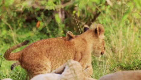 Slow-Motion-Shot-of-Close-up-shot-of-big-5-lion-cubs-play-fighting-being-cute-and-cheeky,-African-Wildlife-in-Maasai-Mara-National-Reserve,-Kenya,-young-cute-Africa-Safari-Animals-having-fun