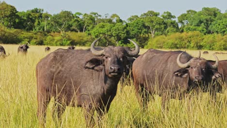 Afrikanische-Büffelherde,-Afrikanische-Tiere-Auf-Wildtiersafari-In-Der-Masai-Mara-In-Kenia-Im-Masai-Mara-Nationalreservat,-Naturaufnahmen-In-Savannenebenen-Und-Lange-Hohe-Graslandschaft-An-Heißen,-Sonnigen-Tagen