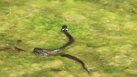 Close-up-shot-of-Natrix-Natrix-Grass-snake-moving-in-thick-algae-marsh-pond-in-nature