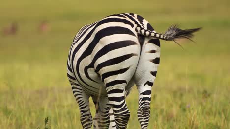 Zebra-rear-back-up-close-showing-stripes-and-tail-moving-flicking,-African-Wildlife-in-Maasai-Mara-National-Reserve,-Kenya,-Africa-Safari-Animals-in-Masai-Mara-North-Conservancy