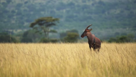 Topi-standing-alone-in-wide-open-plains-of-africa-nature-wilderness,-African-Wildlife-in-Maasai-Mara-National-Reserve,-Kenya,-Africa-Safari-Animals-in-Masai-Mara-North-Conservancy