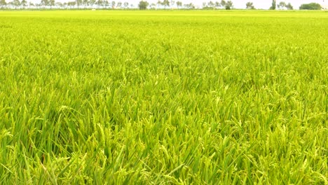 Fresh-Nature-Scene-Of-Rice-Crop-Fields-At-Ebro-Delta-National-Park-Near-Amposta,-Tarragona,-Catalonia,-Spain