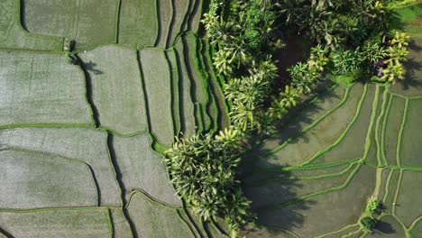 Aerial-Shot-Looking-Down-at-Paddy-Fields-in-Bali-with-a-Tilt-Up-Reveal-of-a-Local-Village-in-Indonesia