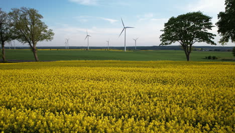 Yellow-Flowering-Canola-Rapeseed-Field-and-Wind-Turbines-Farm---Aerial-low-angle-push-in