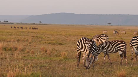 Slow-Motion-of-Masai-Mara-Africa-Animals,-Zebra-Herd-Grazing-in-Savannah-Landscape-Scenery-on-African-Wildlife-Safari-in-Maasai-Mara,-Kenya-in-Beautiful-Golden-Hour-Sunset-Sun-Light