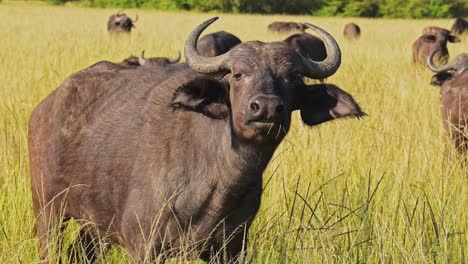 African-Buffalo-Herd,-Africa-Animals-on-Wildlife-Safari-in-Masai-Mara-in-Kenya-at-Maasai-Mara-National-Reserve,-Nature-Shot-in-Savannah-Plains-and-Long-Tall-Grass-Scenery-on-Hot-Sunny-Day