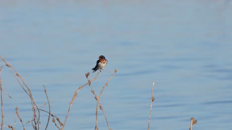 An-individual-perched-on-a-tiny-twig-is-preening-to-clean-its-feathers-as-the-twig-sways-with-its-weight-and-the-blowing-of-the-wind,-Barn-Swallow-Hirundo-rustica,-Beung-Boraphet,-Nakhon-Sawan