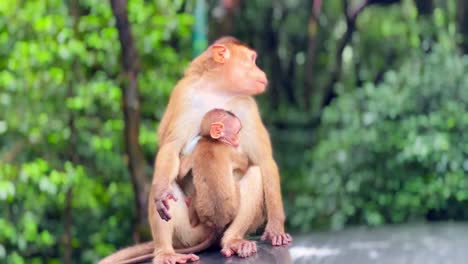 A-tender-portrayal-of-motherhood-in-the-animal-kingdom:-A-female-monkey-tenderly-cradles-her-precious-baby-in-these-intimate-scenes