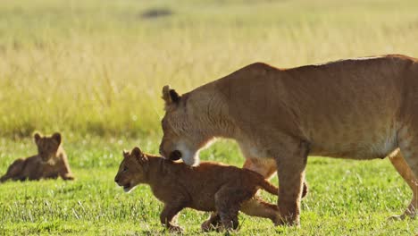 Linda-Vida-Salvaje-Africana-En-La-Reserva-Nacional-Masai-Mara,-Madre-Leona-Juega-Con-Juguetones-Lindos-Cachorros-De-León,-Kenia,-Animales-De-Safari-Africanos-En-Masai-Mara-Norte-De-Conservación