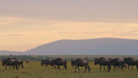 Slow-Motion-of-Wildebeest-Herd-Great-Migration-in-Africa,-Walking-Plains-and-Savannah-at-Sunset-Under-Dramatic-Stormy-Storm-Clouds-and-Sky-in-Rainy-Season-in-Beautiful-Landscape-Scenery