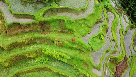 The-Lush-Green-Tegalalang-Rice-Terraces-Looking-Down-from-an-Aerial-Drone-Shot-with-Pull-Out-Pedestal-Shot