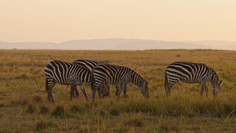 Slow-Motion-of-Masai-Mara-Africa-Animals,-Zebra-Herd-Grazing-in-Savannah-Landscape-Scenery-on-African-Wildlife-Safari-in-Maasai-Mara,-Kenya-in-Beautiful-Golden-Hour-Sunset-Sun-Light