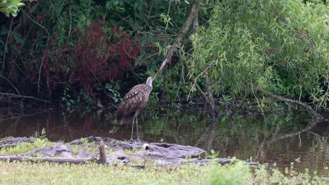 A-limpkin-or-Aramus-guarauna-standing-on-a-weathered-piece-of-wood-in-a-lake-preening-its-feathers