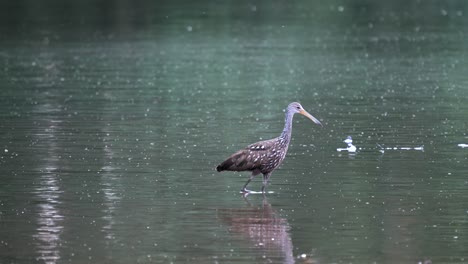 A-limpkin-or-Aramus-guarauna-wading-around-in-a-dirty-lake-in-the-late-evening-light