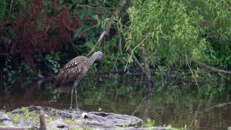 A-limpkin-or-Aramus-guarauna-standing-on-a-weathered-piece-of-wood-in-a-lake-preening-its-feathers
