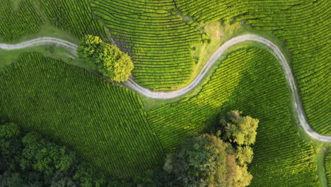 Aerial-view-rotating-above-a-road-in-middle-of-a-green-tea-plantation,-golden-hour-in-Russia