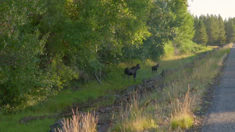 Mom-and-Calf-Moose-on-the-side-of-the-road-car-passes-and-they-run-in-Island-Park,-Idaho,-USA