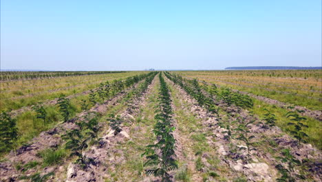 Young-trees-in-an-Argentine-reforestation-field,-promoting-sustainability,-green-benefits,-and-carbon-capture