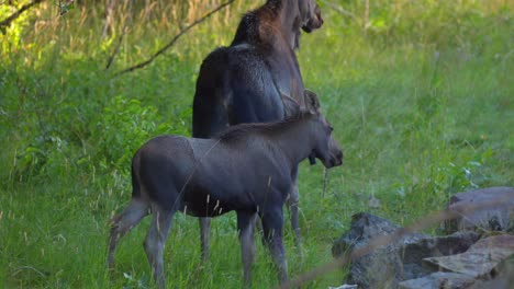 Mom-and-Calf-Moose-on-the-side-of-the-road-in-Island-Park,-Idaho,-USA