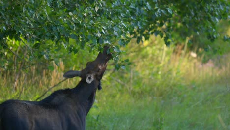 Female-Moose-eating-leaves-on-the-side-of-the-road-in-Island-Park,-Idaho,-USA