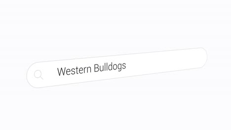 Escribiendo-Bulldogs-Occidentales-En-El-Cuadro-De-Búsqueda