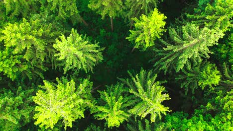 Eagle-eye-view-aerial-shot-of-lush-green-forest-4k