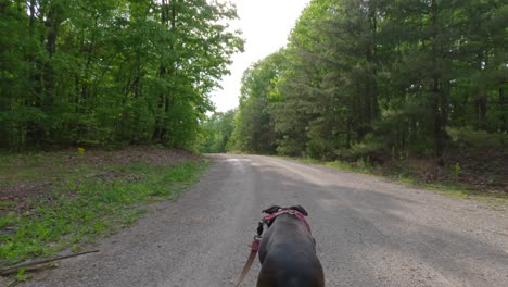 Follow-Shot-of-a-Beautiful-Brown-Brindle-Boxer-Dog-Walking-Along-a-Gravel-Road-Through-a-Forest