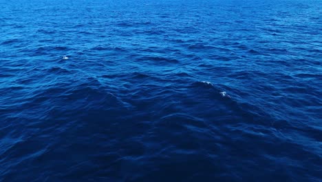 Static-bird's-eye-view-of-gentle-whitecap-waves-pulsing-across-ocean-pattern-texture-of-deep-blue-peaks