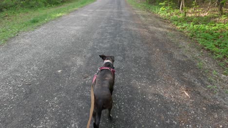 Orbiting-Shot-of-a-Beautiful-Brown-Brindle-Boxer-Dog-Walking-Along-a-Gravel-Road-Through-a-Forest